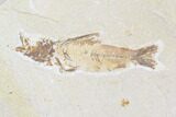 Lot: Green River Fossil Fish - Pieces #84134-2